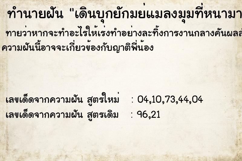 ทำนายฝันเดินบุกยักมย่แมลงมุมที่หนามากด้วยความยากลำบาก ทำนายฝันทำนายฝันเดินบุกยักมย่แมลงมุมที่หนามากด้วยความยากลำบาก