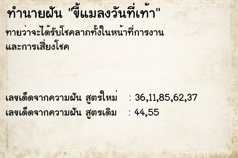 ทำนายฝันขี้แมลงวันที่เท้า ทำนายฝันทำนายฝันขี้แมลงวันที่เท้า