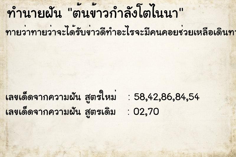 ทำนายฝันต้นข้าวกำลังโตไนนา ทำนายฝันทำนายฝันต้นข้าวกำลังโตไนนา