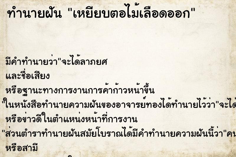 ทำนายฝัน เหยียบตอไม้เลือดออก ทำนายฝัน เหยียบตอไม้เลือดออก