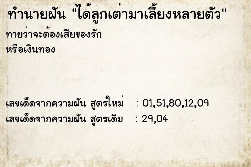 ทำนายฝันทำนายฝันได้ลูกเต่ามาเลี้ยงหลายตัว