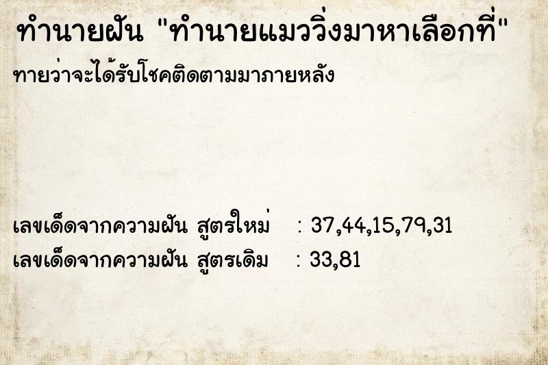 ทำนายฝัน ทำนายแมววิ่งมาหาเลือกที่ ทำนายฝัน ทำนายแมววิ่งมาหาเลือกที่
