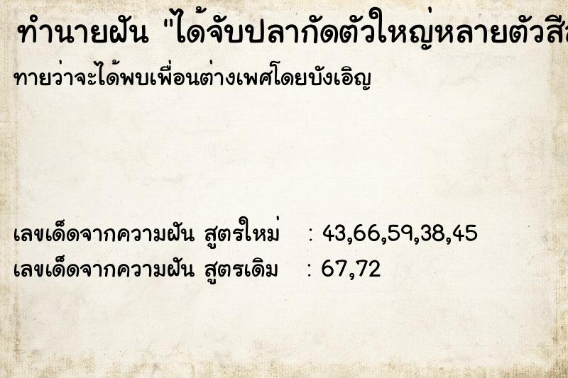 ทำนายฝันได้จับปลากัดตัวใหญ่หลายตัวสีสวยงามมาก ทำนายฝันทำนายฝันได้จับปลากัดตัวใหญ่หลายตัวสีสวยงามมาก