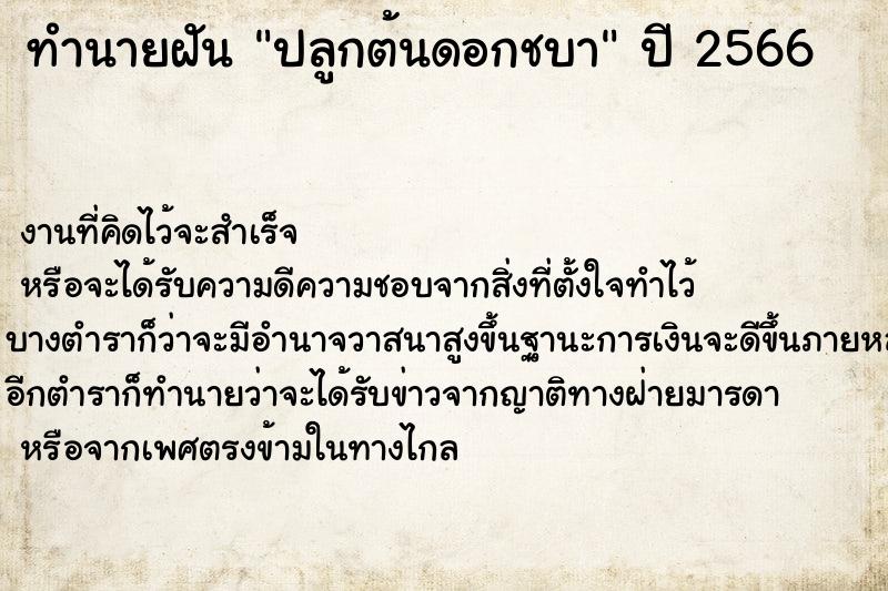 ทำนายฝันทำนายฝันปลูกต้นดอกชบา