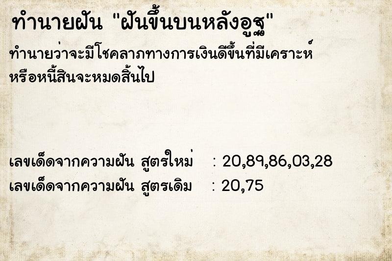 ทำนายฝันฝันขึ้นบนหลังอูฐ ทำนายฝันทำนายฝันฝันขึ้นบนหลังอูฐ