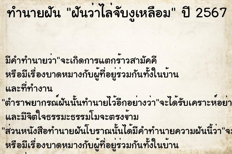 ทำนายฝัน ฝันว่าไล่จับงูเหลือม ทำนายฝัน ฝันว่าไล่จับงูเหลือม