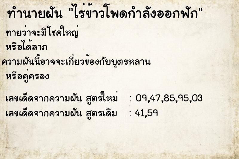 ทำนายฝันทำนายฝันไร่ข้าวโพดกำลังออกฟัก