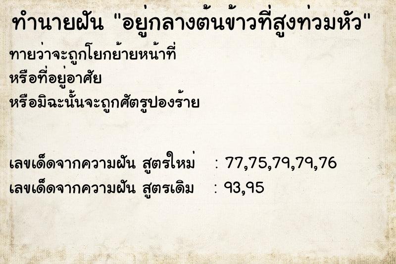 ทำนายฝัน อยู่กลางต้นข้าวที่สูงท่วมหัว ทำนายฝัน อยู่กลางต้นข้าวที่สูงท่วมหัว