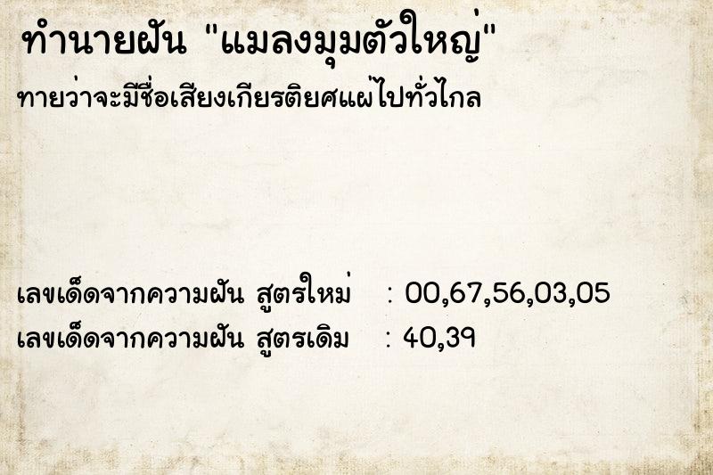 ทำนายฝันแมลงมุมตัวใหญ่ ทำนายฝันทำนายฝันแมลงมุมตัวใหญ่