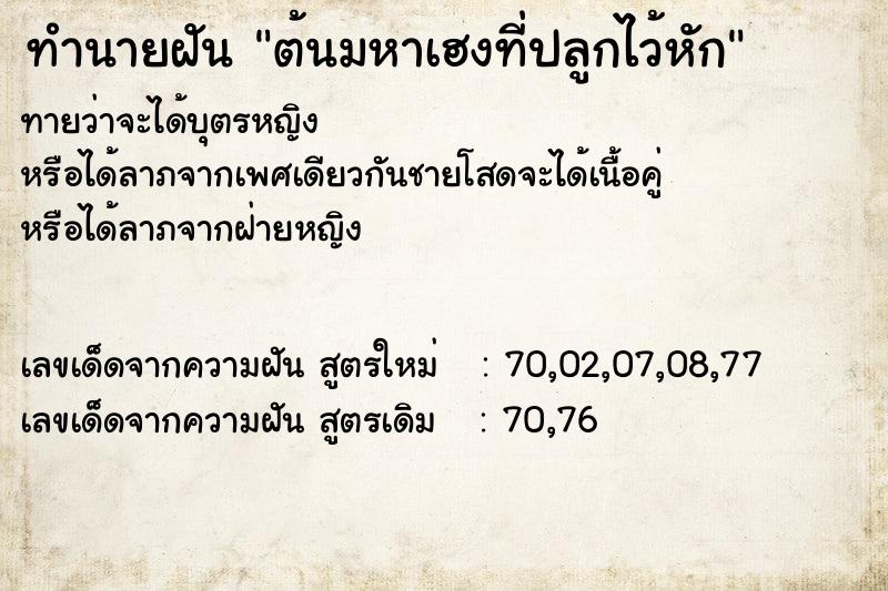 ทำนายฝัน ต้นมหาเฮงที่ปลูกไว้หัก ทำนายฝัน ต้นมหาเฮงที่ปลูกไว้หัก