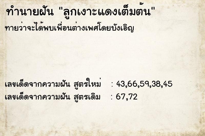 ทำนายฝันทำนายฝันลูกเงาะแดงเต็มต้น
