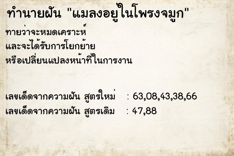 ทำนายฝันแมลงอยู่ในโพรงจมูก ทำนายฝันทำนายฝันแมลงอยู่ในโพรงจมูก