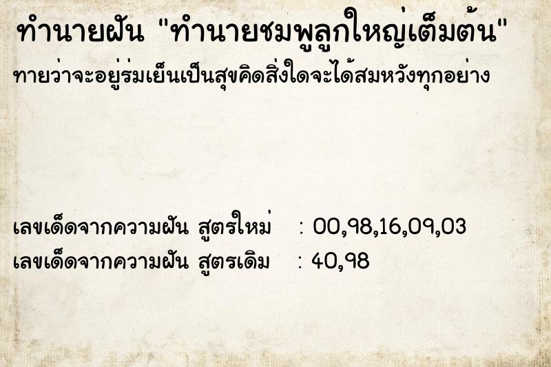 ทำนายฝันทำนายชมพูลูกใหญ่เต็มต้น ทำนายฝันทำนายฝันทำนายชมพูลูกใหญ่เต็มต้น
