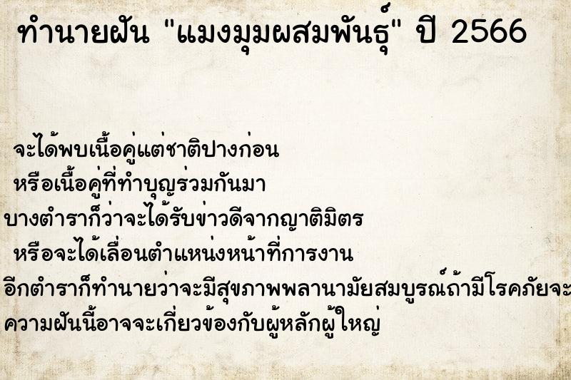 ทำนายฝัน แมงมุมผสมพันธุ์