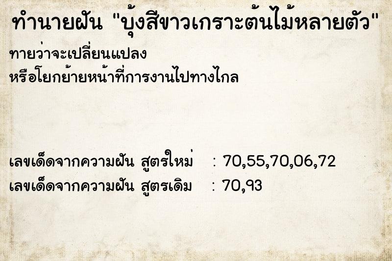 ทำนายฝันบุ้งสีขาวเกราะต้นไม้หลายตัว ทำนายฝันทำนายฝันบุ้งสีขาวเกราะต้นไม้หลายตัว