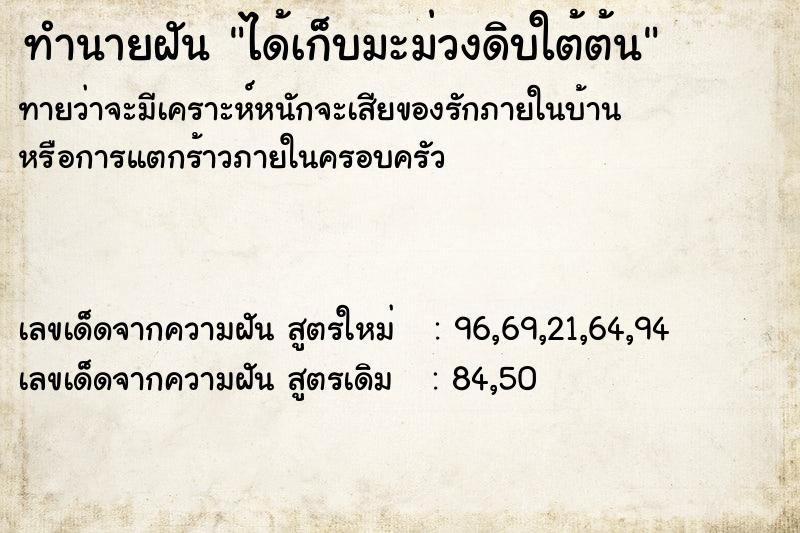 ทำนายฝันทำนายฝันได้เก็บมะม่วงดิบใต้ต้น