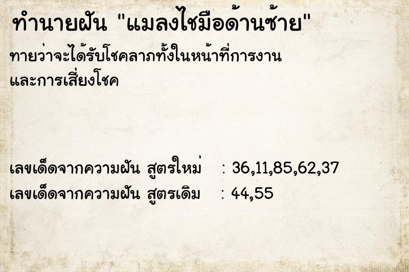 ทำนายฝันทำนายฝันแมลงไชมือด้านซ้าย