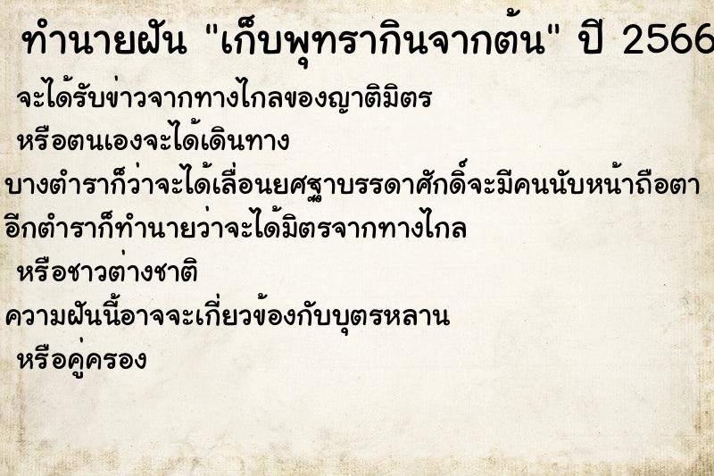ทำนายฝันเก็บพุทรากินจากต้น ทำนายฝันทำนายฝันเก็บพุทรากินจากต้น