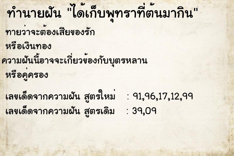 ทำนายฝันได้เก็บพุทราที่ต้นมากิน ทำนายฝันทำนายฝันได้เก็บพุทราที่ต้นมากิน