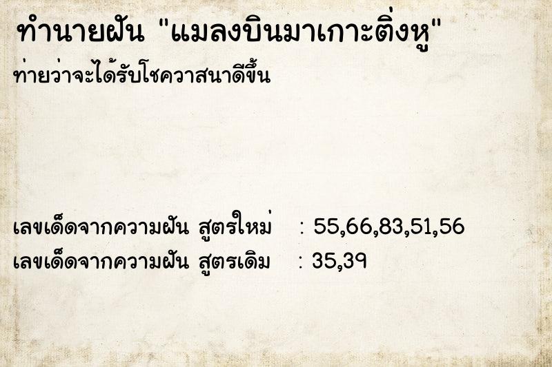 ทำนายฝันแมลงบินมาเกาะติ่งหู ทำนายฝันทำนายฝันแมลงบินมาเกาะติ่งหู