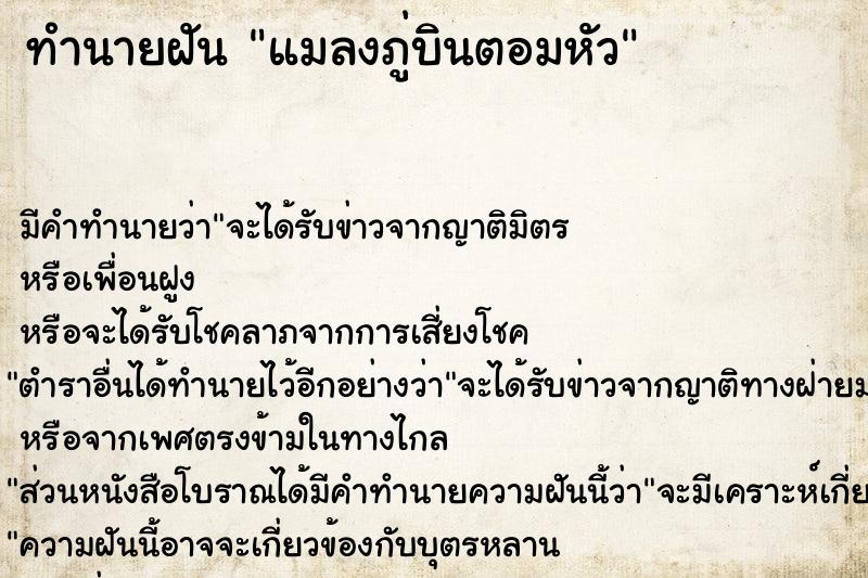 ทำนายฝันแมลงภู่บินตอมหัว ทำนายฝันทำนายฝันแมลงภู่บินตอมหัว