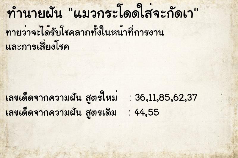 ทำนายฝันทำนายฝันแมวกระโดดใส่จะกัดเา