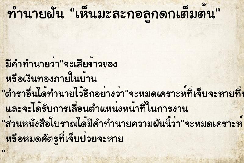 ทำนายฝัน เห็นมะละกอลูกดกเต็มต้น ทำนายฝัน เห็นมะละกอลูกดกเต็มต้น