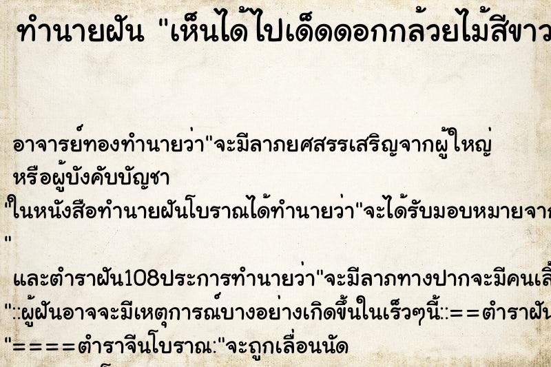 ทำนายฝันทำนายฝันเห็นได้ไปเด็ดดอกกล้วยไม้สีขาวสวยมาก