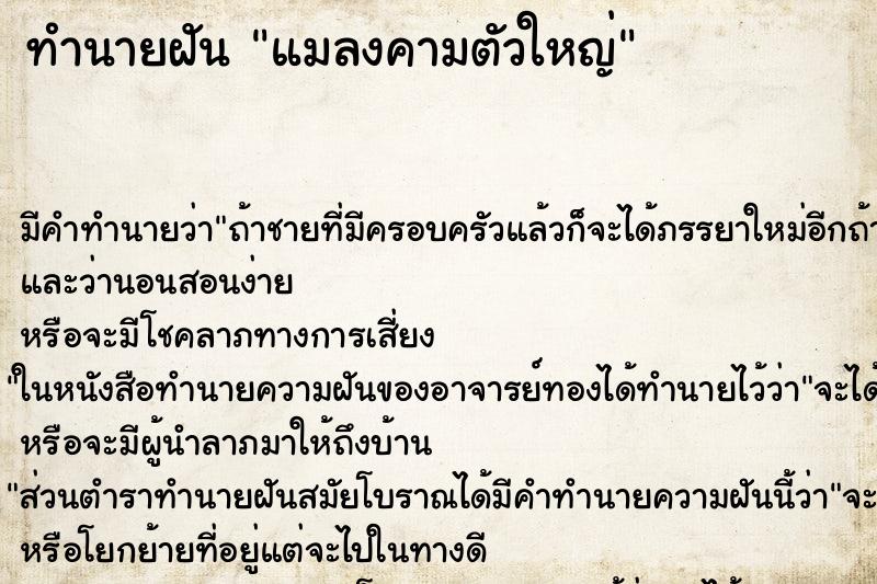 ทำนายฝัน แมลงคามตัวใหญ่