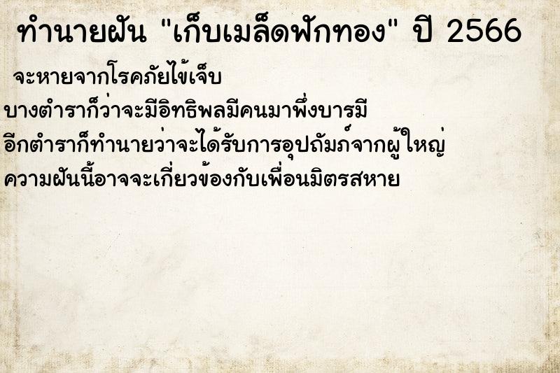 ทำนายฝันเก็บเมล็ดฟักทอง ทำนายฝันทำนายฝันเก็บเมล็ดฟักทอง