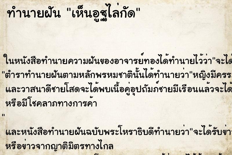 ทำนายฝัน เห็นอูฐไล่กัด ทำนายฝัน เห็นอูฐไล่กัด