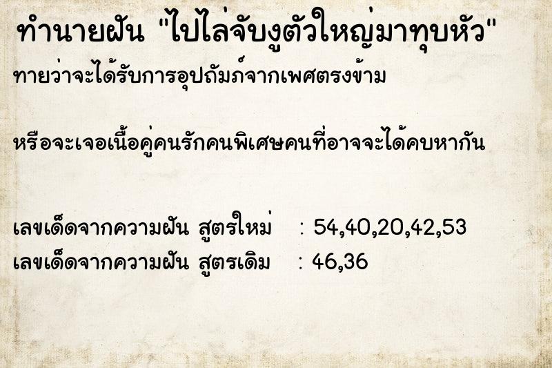 ทำนายฝันไปไล่จับงูตัวใหญ่มาทุบหัว ทำนายฝันทำนายฝันไปไล่จับงูตัวใหญ่มาทุบหัว