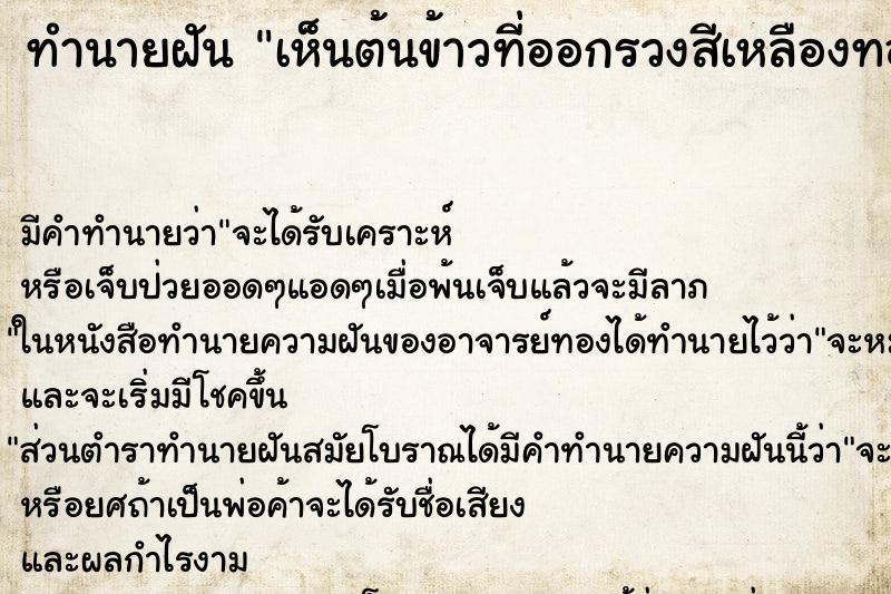 ทำนายฝัน เห็นต้นข้าวที่ออกรวงสีเหลืองทองอร่าม ทำนายฝัน เห็นต้นข้าวที่ออกรวงสีเหลืองทองอร่าม