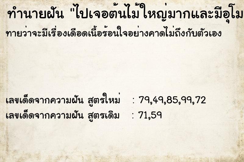 ทำนายฝันไปเจอต้นไม้ใหญ่มากและมีอุโมงค์ทางเข้าใต้ต้นไม้ ทำนายฝันทำนายฝันไปเจอต้นไม้ใหญ่มากและมีอุโมงค์ทางเข้าใต้ต้นไม้