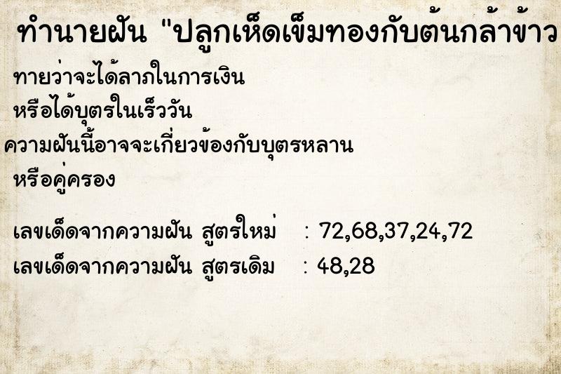 ทำนายฝันปลูกเห็ดเข็มทองกับต้นกล้าข้าว ทำนายฝันทำนายฝันปลูกเห็ดเข็มทองกับต้นกล้าข้าว