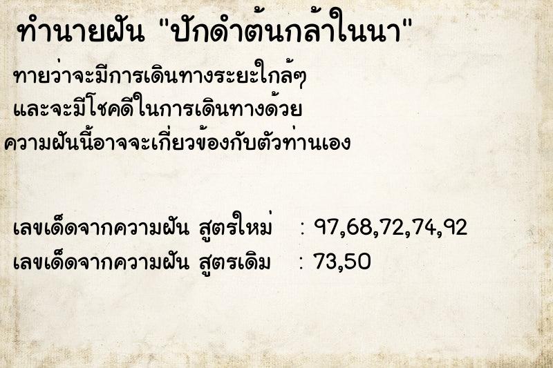 ทำนายฝันทำนายฝันปักดำต้นกล้าในนา