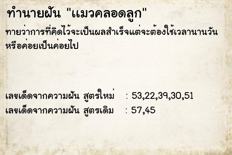 ทำนายฝันเเมวคลอดลูก ทำนายฝันทำนายฝันเเมวคลอดลูก