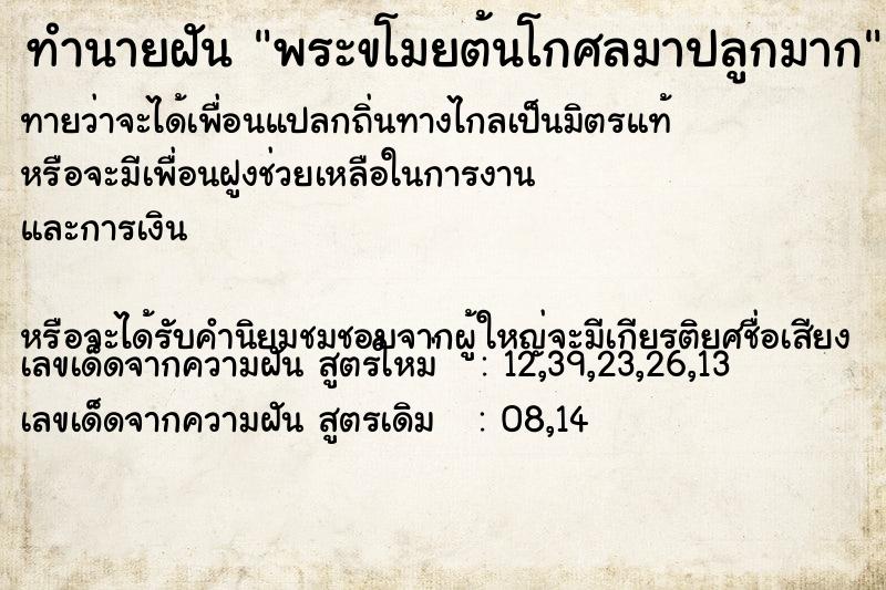 ทำนายฝันพระขโมยต้นโกศลมาปลูกมาก ทำนายฝันทำนายฝันพระขโมยต้นโกศลมาปลูกมาก