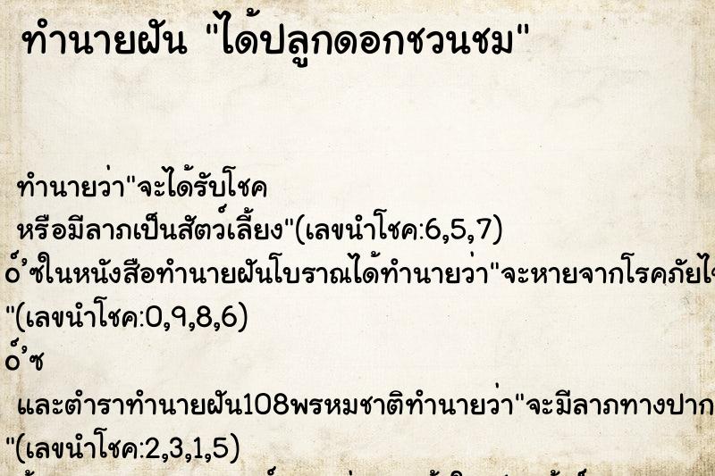 ทำนายฝันได้ปลูกดอกชวนชม ทำนายฝันทำนายฝันได้ปลูกดอกชวนชม