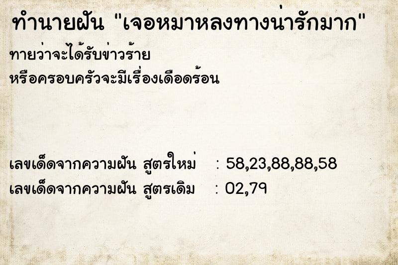 ทำนายฝันทำนายฝันเจอหมาหลงทางน่ารักมาก