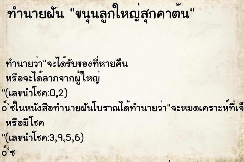 ทำนายฝันขนุนลูกใหญ่สุกคาต้น ทำนายฝันทำนายฝันขนุนลูกใหญ่สุกคาต้น