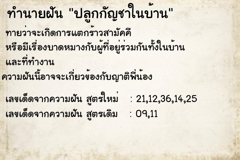 ทำนายฝัน ปลูกกัญชาในบ้าน ทำนายฝัน ปลูกกัญชาในบ้าน