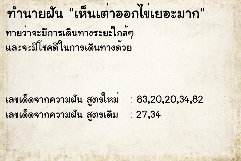 ทำนายฝันทำนายฝันเห็นเต่าออกไข่เยอะมาก