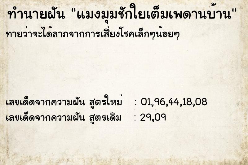 ทำนายฝันแมงมุมชักใยเต็มเพดานบ้าน ทำนายฝันทำนายฝันแมงมุมชักใยเต็มเพดานบ้าน