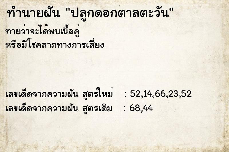 ทำนายฝันปลูกดอกตาลตะวัน ทำนายฝันทำนายฝันปลูกดอกตาลตะวัน