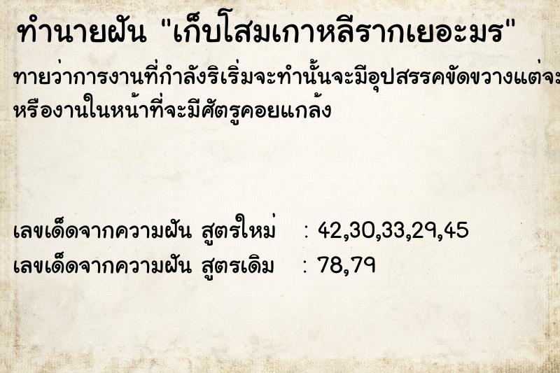 ทำนายฝัน เก็บโสมเกาหลีรากเยอะมÃ ทำนายฝัน เก็บโสมเกาหลีรากเยอะมÃ