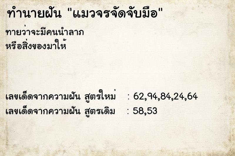 ทำนายฝันแมวจรจัดจับมือ ทำนายฝันทำนายฝันแมวจรจัดจับมือ