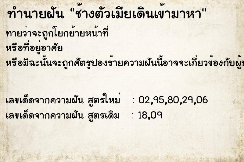 ทำนายฝันช้างตัวเมียเดินเข้ามาหา ทำนายฝันทำนายฝันช้างตัวเมียเดินเข้ามาหา