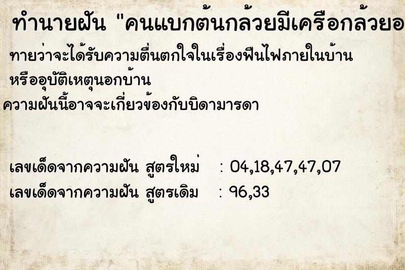 ทำนายฝันคนแบกต้นกล้วยมีเครือกล้วยอยู่ด้วย ทำนายฝันทำนายฝันคนแบกต้นกล้วยมีเครือกล้วยอยู่ด้วย
