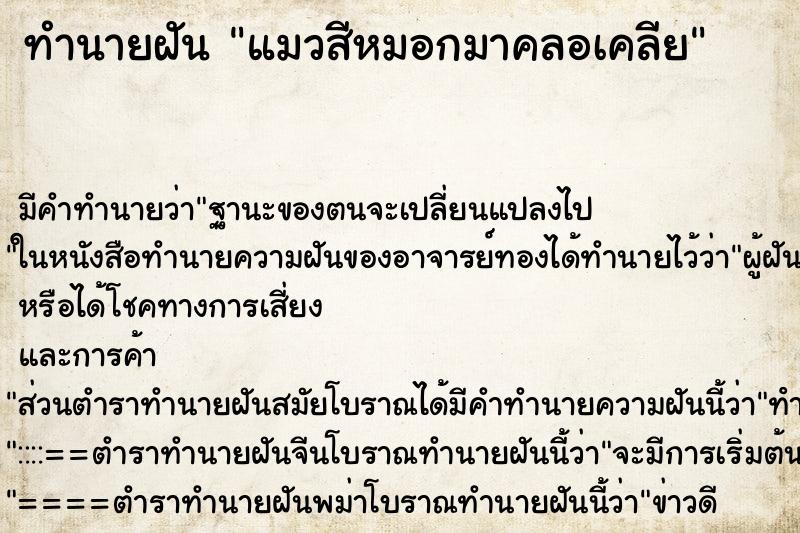 ทำนายฝัน แมวสีหมอกมาคลอเคลีย ทำนายฝัน แมวสีหมอกมาคลอเคลีย